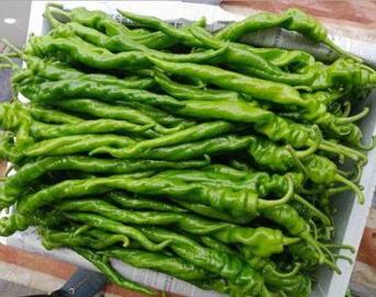 宝丰哪卖线椒苗,平顶山螺丝椒苗子育苗厂2026